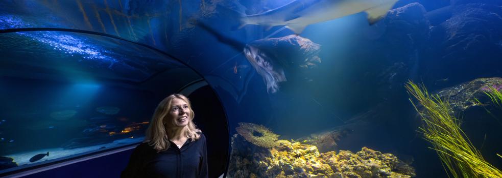 Kvinna står framför ett akvarium med simmande hajar