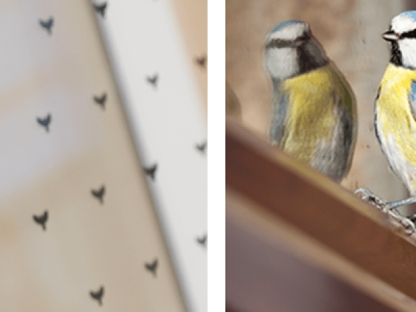 Bildmontage av fågelglas och en blåmes som speglar sig i ett fönster